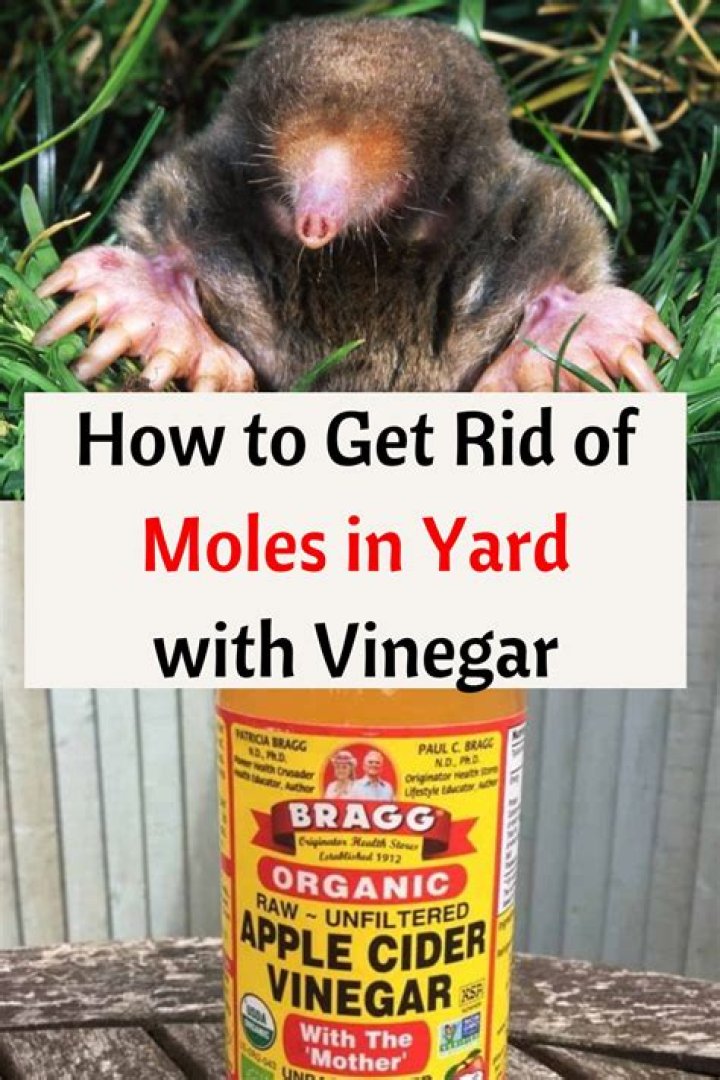 Will moth balls kill moles?